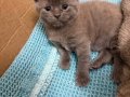 Anne Altından Orjinal British Shorthair