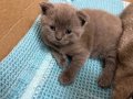 Anne Altından Orjinal British Shorthair