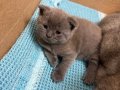 Anne Altından Orjinal British Shorthair