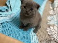 Anne Altından Orjinal British Shorthair