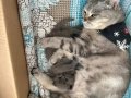 Anne Altından Orjinal British Shorthair