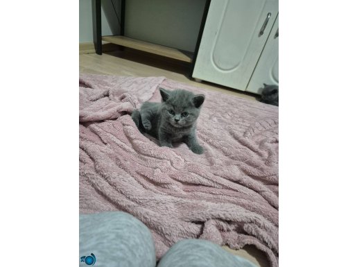 55 günlük shorthair bebeğimiz