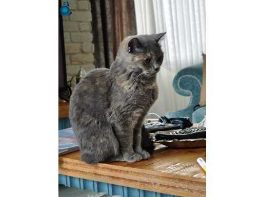 Ücretsiz British shorthair