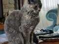 Ücretsiz British shorthair
