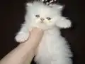Kurabiyeler