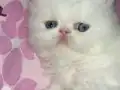 Kurabiyeler