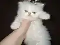 Sultanımın üzümlü kekleri