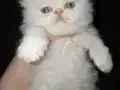 Sultanımın üzümlü kekleri