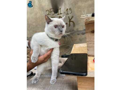 1 yaşında british shorthair mavi göz