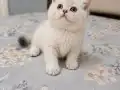 2 aylık kaliteli Yavrular