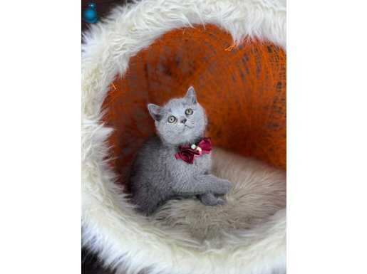İpeksi Duman Rengi British Shorthair Yavrusu - Ev Yapımı Sosyalleşmiş