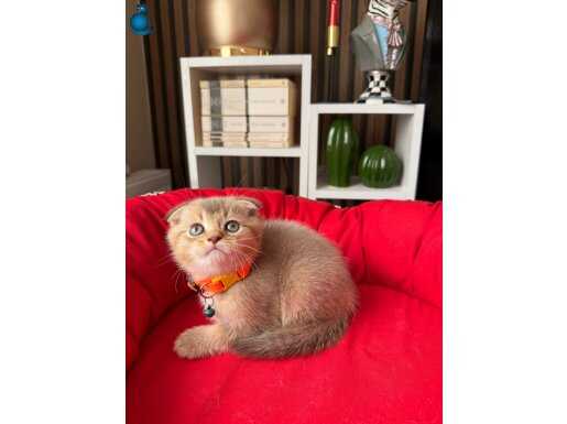 Scottish Fold Black Golden Yavru