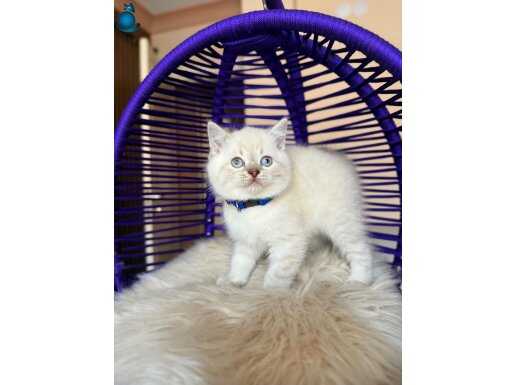 Safkan British Shorthair Silver Point Yavru