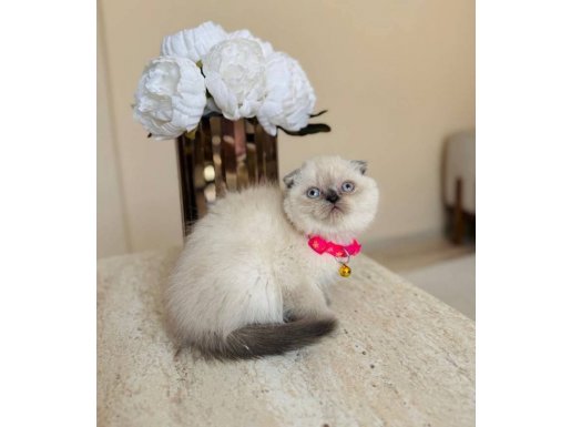 Scottish Fold Bluepoint dişi erkek yavrular 
