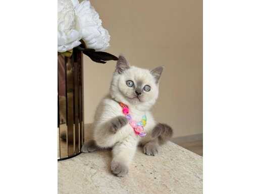 Safkan British Shorthair Bluepoint Yavrular 