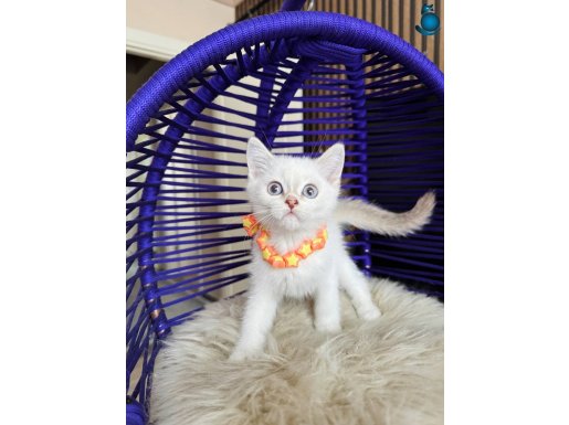 Safkan British Shorthair Bluepoint Chocolate point 
