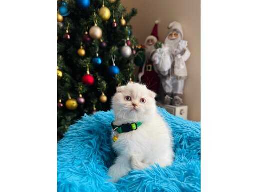 Scottish Fold Silver Point yavrular 