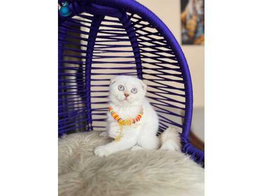 Sıfır Kulak Scottish Fold Silver Point 