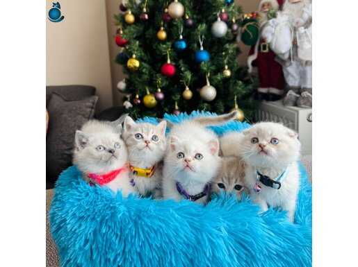 Birbirinden Tatlı Safkan Yavrularımız 