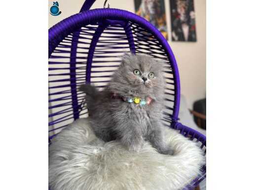Birbirinden tatlı British Longhair Yavrular 