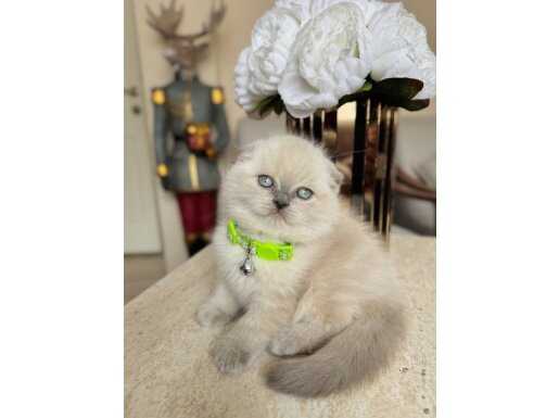 Mavi Bakışlı Scottish Fold Bluepoint Silverpoint - Evcil Dostunuz