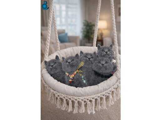 Safkan British Shorthair yavrular 