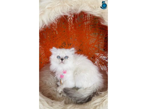 Safkan British Longhair Yavrular