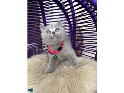 Topaç Yanaklı Safkan British Shorthair Yavruları