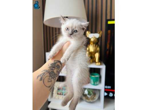 British Shorthair Bluepoint Bebekler 