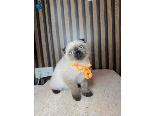 Scottish Fold Chocolate Point 2 Aylık Oyuncu Yavru