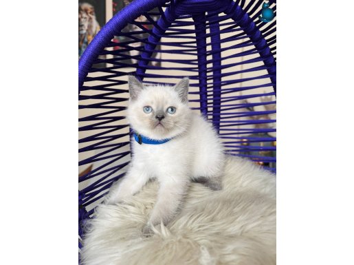 Safkan British Shorthair Bluepoint Yavrular 