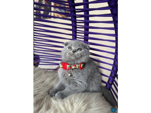 Scottish Fold birbirinden güzel yavrular 