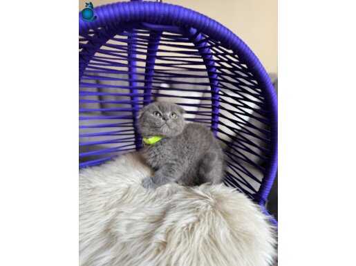 Ayı surat Scottish fold blue yavru 
