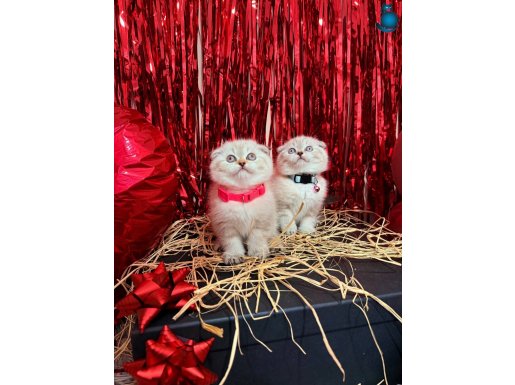Scottish Fold Lynx Point Yavrular 