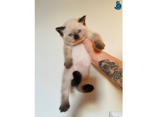 British Shorthair Bluepoint Chocolate point 