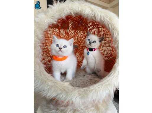 British Shorthair safkan yavrular 