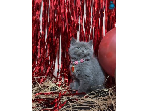 Safkan British Shorthair Yavrular 