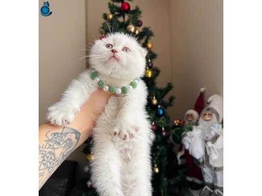 Top kafa ayıcık surat Scottish Fold yavru 