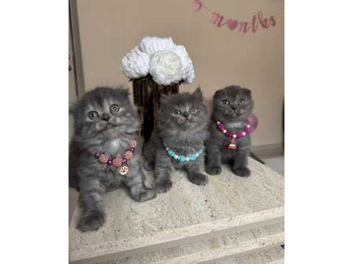 İstanbul Gaziosmanpaşa’da Sosyal Medya Yıldızı Scottish Fold Yavrular