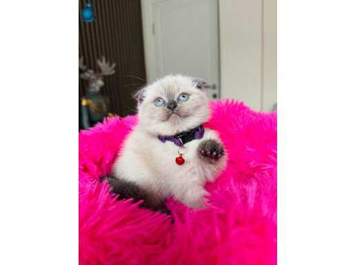 Birbirinden Tatlı Scottish Fold Bluepoint Yavrular 