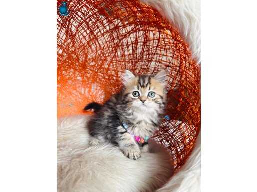 British Longhair golden tabby yavrular 