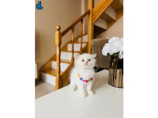 Scottish Fold Longhair Red Point 