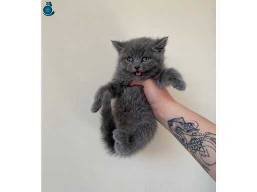 Duman Grisi İpeksi British Shorthair Yavrular