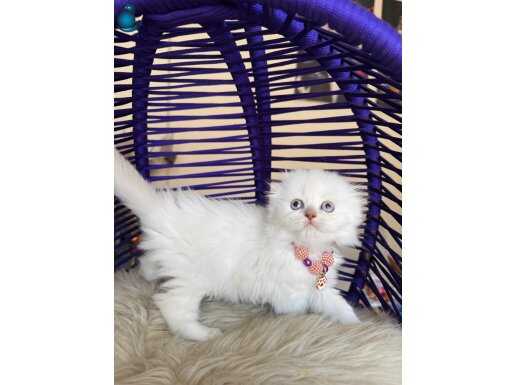 Scottish Fold Longhair Bluepoint 