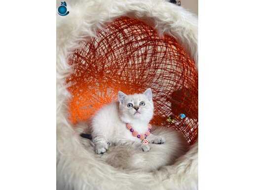 British Shorthair Lynx Point yavrular 