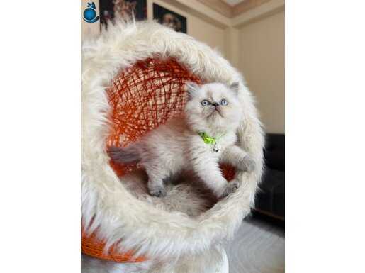 Safkan British Longhair Bluepoint 