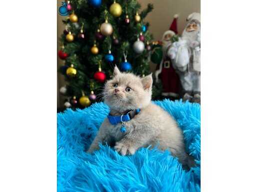 Safkan British Shorthair Lilac Rengi Yavrular 