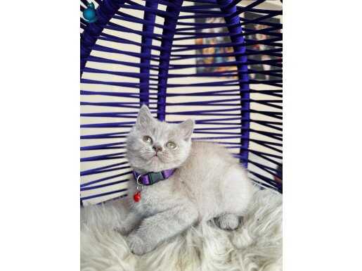 British Shorthair Blue ve Lilac rengi yavrular 