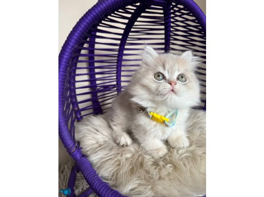 British Longhair AY12