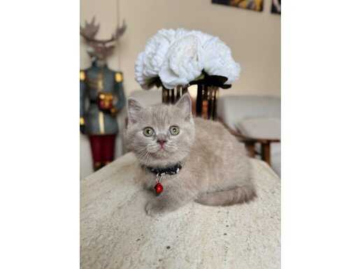 British Shorthair Lilac Rengi